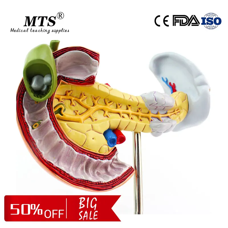 

Pancreatic Duodenum and Gallbladder Pathology Model Medical teaching Digestive System Anatomical Model