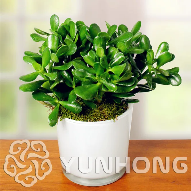 

New Arrival!Swallow Palm bonsai 100% Genuine Fresh Rare Jade plant bonsai Succulent Flower plant Free Shipping 100 PCS
