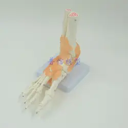 DongYun бренд нога человека голеностопного сустава модели ноги модель скелета с Связки медицинской науки учебные принадлежности