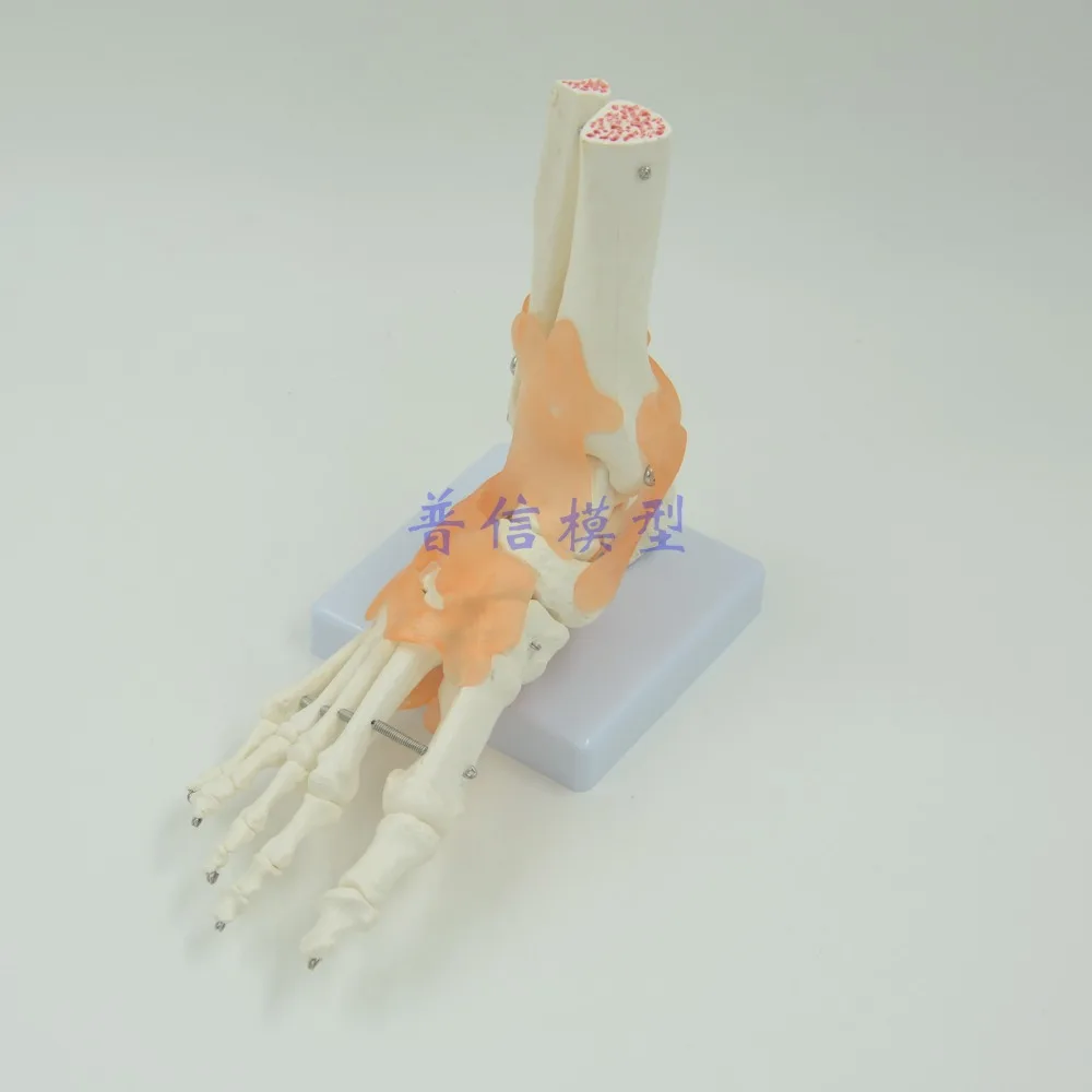 

DongYun brand Human foot Ankle joint model foot skeleton model with ligament Medical Science teaching supplies