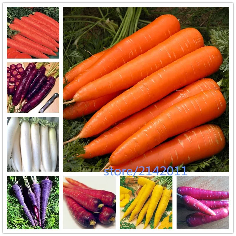 

200 pcs/bag carrot plants,blue purple orange red 13 colous organic vegetable ,Natural growth for home garden planting