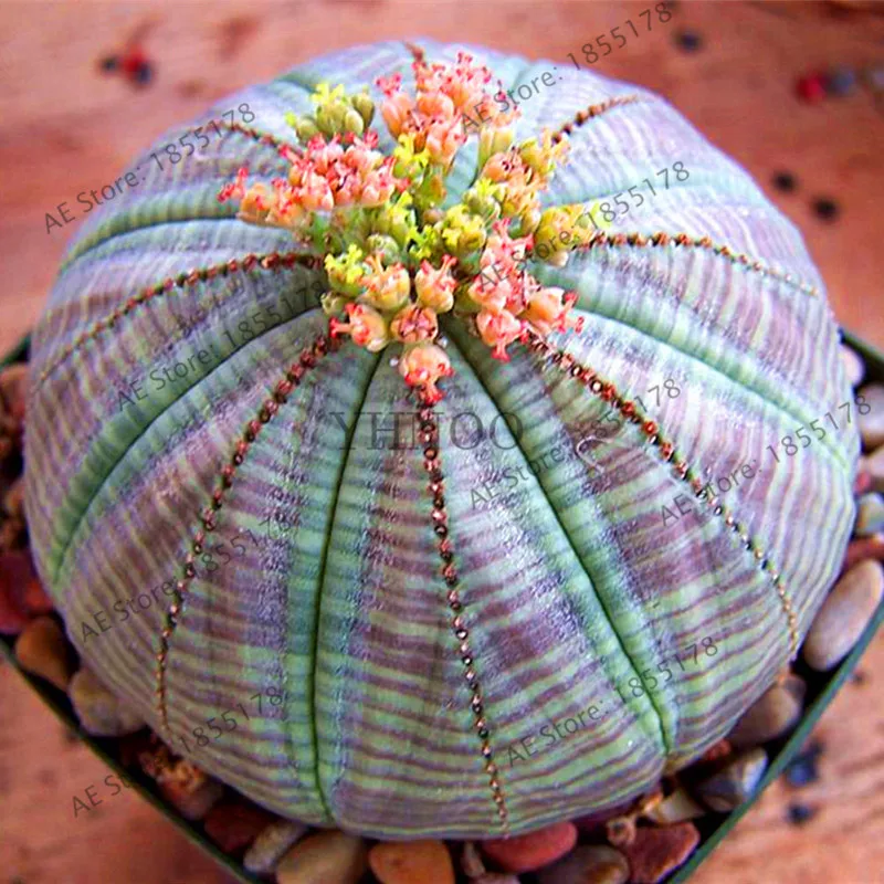 aeProduct.getSubject ()