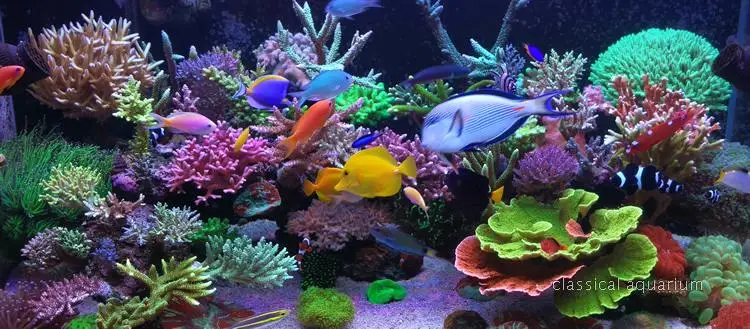 Коралловый риф танк Aquario Chihiros аквариум светодиодный светильник ing светильник лампы для морских рыб и кораллов сине-белые и Яркость Цвет регулируемый