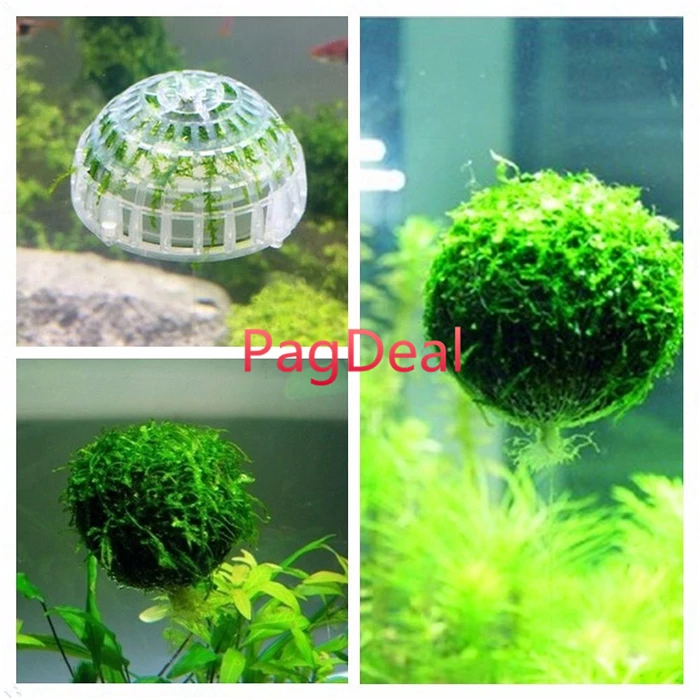 moss ball0