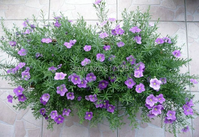 New-Home-Garden-Plant-20-Seeds-Nierembergia-Hippomanica-Purple-Robe-Flower-Seeds-Free-Shipping.jpg_640x640.jpg