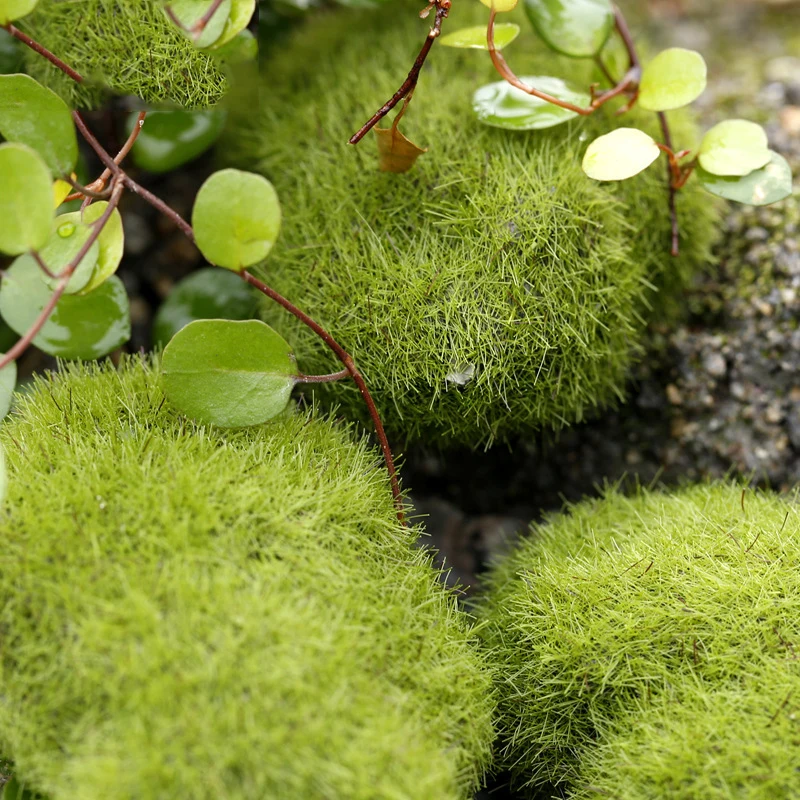 

Stone Moss Miniature Dollouse Garden Craft Fairy Bonsai Plant Decor Marimo Stone Artificial Moss Foam Stone Green Plant