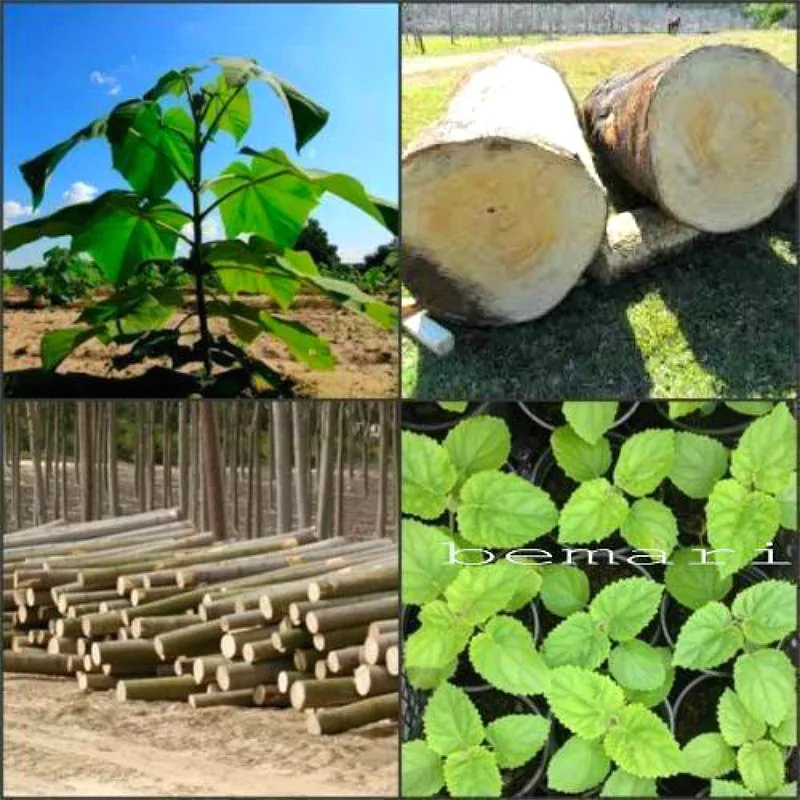 

Sale 50pcs Good Paulownia bonsai Tree Romantic Flower Plants Bonsai Perennial Sementes Home Garden bonsai Flores Pot Mini Grow b