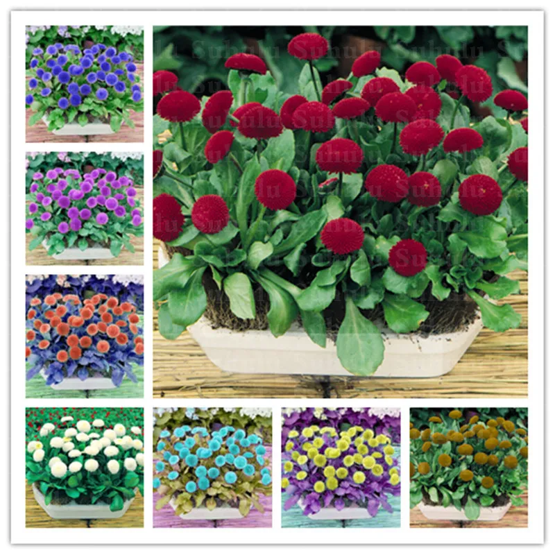New Exotic Fresh Rainbow Bellis Perennis Flower Beautiful Extreme Daisy Bonsai Home Garden Hot Sale 100 Pieces Bag Buy At The Price Of 0 22 In Aliexpress Com Imall Com