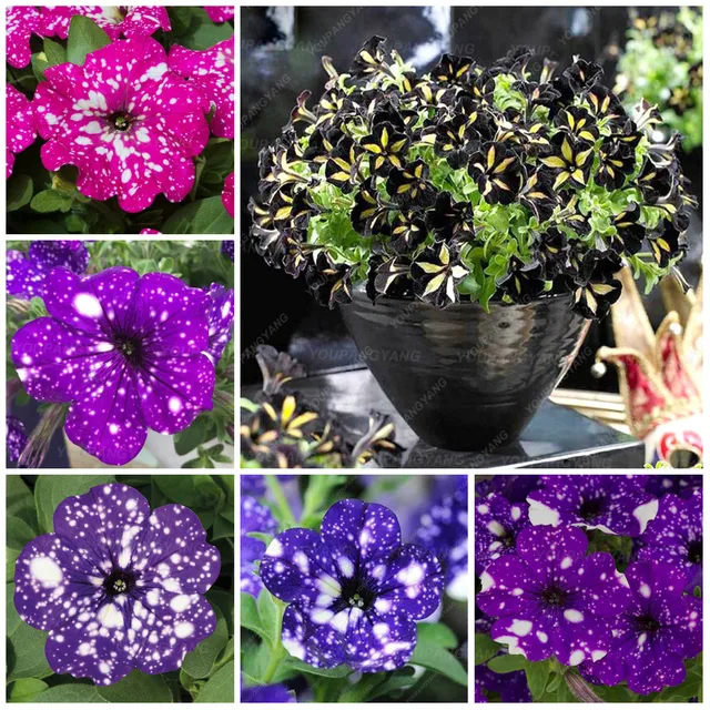 200 pz Appeso Petunia, Bonsai petunia, di Fiori Rari Perenni indoor o outdoor pi 200 pz Appeso Petunia, Bonsai petunia, di Fiori Rari Perenni indoor o outdoor pi