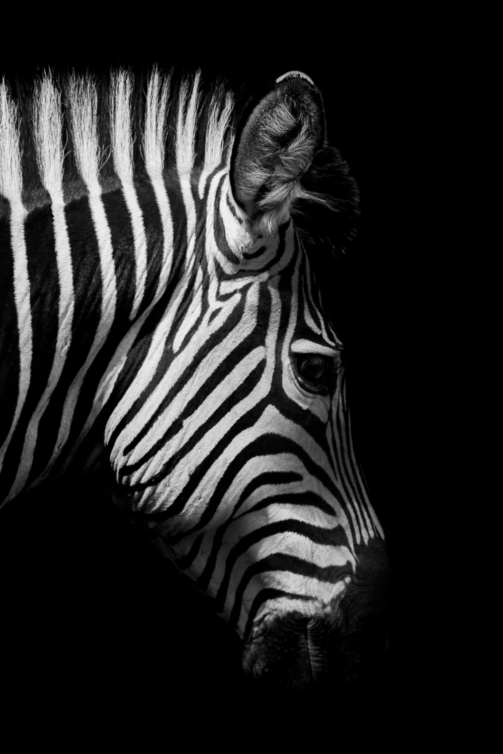 Современные телефоны на Windows Африка дикая природа животные черный белый холст картина плакат печать стены Искусство картина для гостиной домашний декор - Цвет: zebra