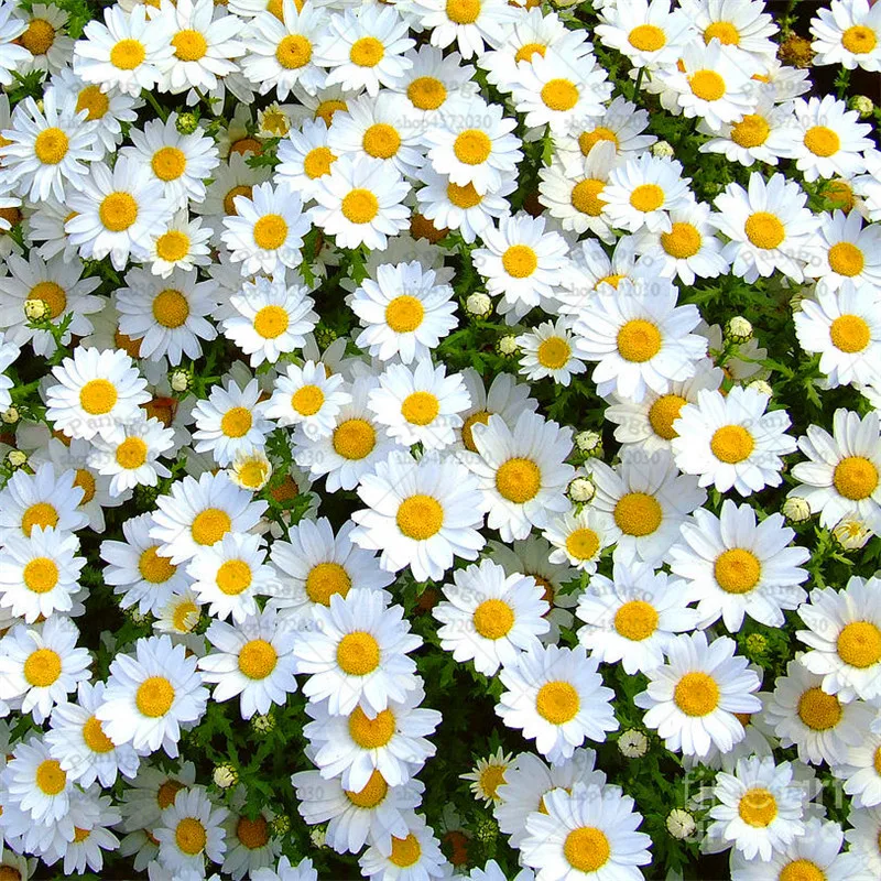 

Courtyard Bonsai Flower Plants 100pcs/bag Daisy Semilla Chrysanthemum Flower Potted Planting for Home Garden Decoration Supplies