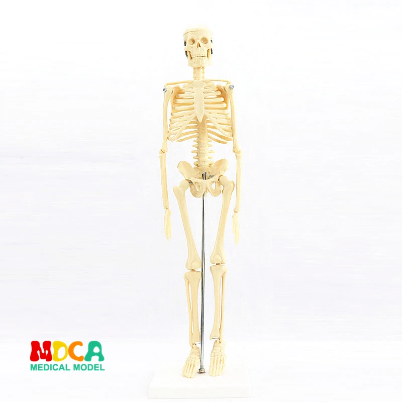 Médico para Artes Plásticas e Medicina Modelo de Esqueleto Padrão 45 cm Humano. Mgg101 3 Padrão médico para belas artes e medicina