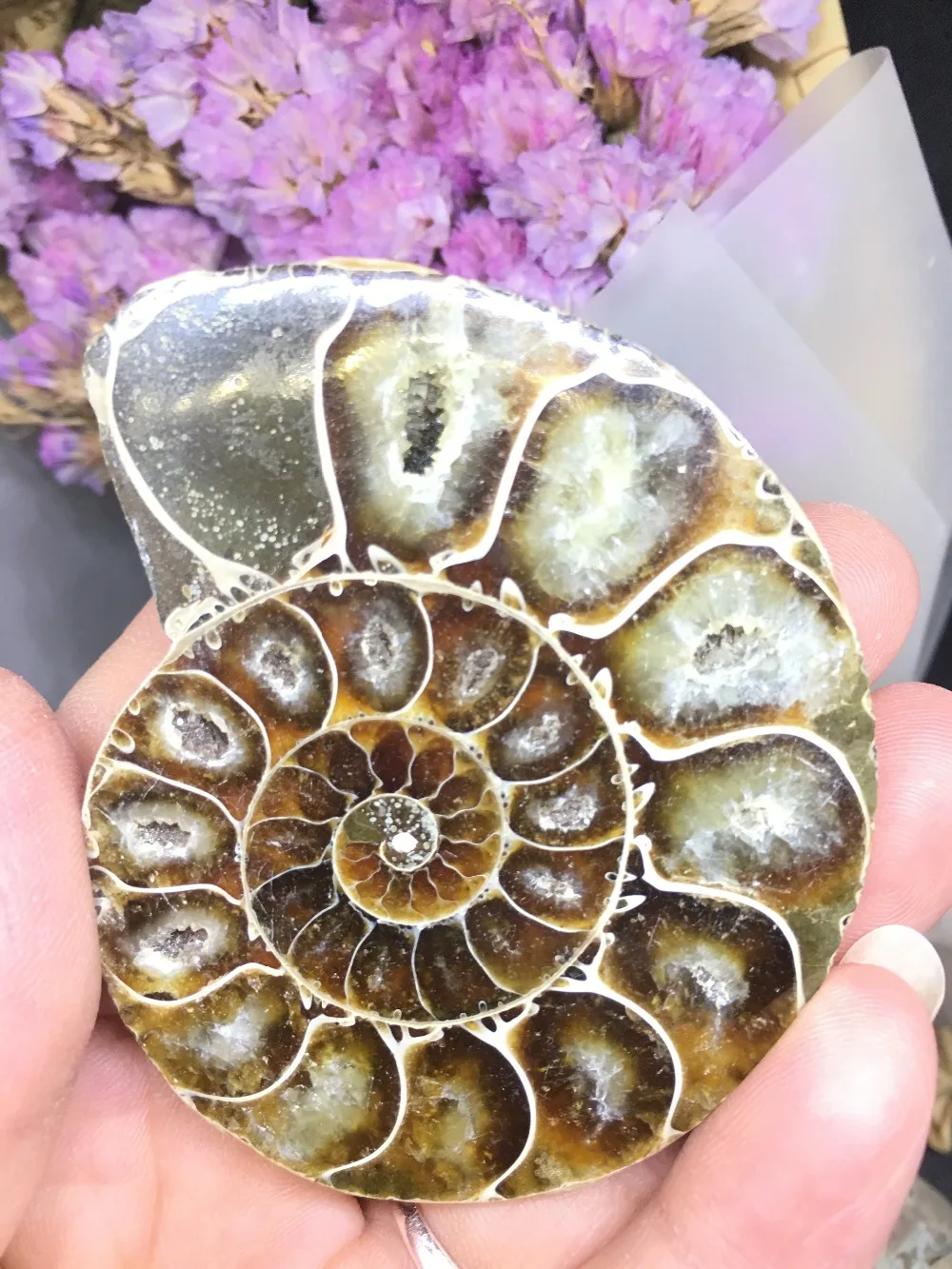 

Natural!The snail ammonite fossils mineral from Morocco to multicolor fire