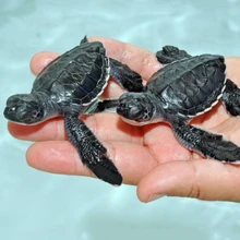 x1pc RFID микрочип мини-ридер для собаки, кошки, мыши, черепахи, arowana, змея+ x100pcs 1,25*7 мм животных ID pet injecto