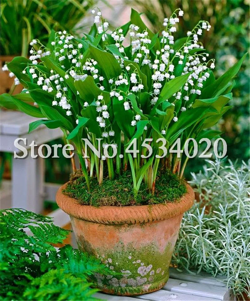 100 Pcs/Bag Lily Of The Valley Flower Bonsai, Bell Orchid Bonsai plants, Rich Aroma, White Orchids For Home Garden Decoration