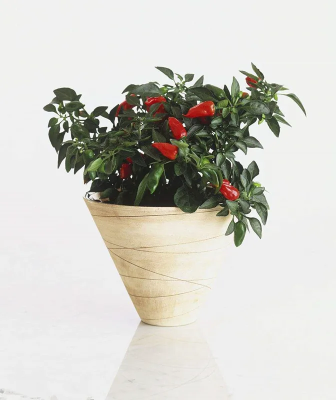 200pcs Hot Pepper Capsicum annuum Ornamental Chili Seedss, plants vegetables food Mini Hot Pepper plants