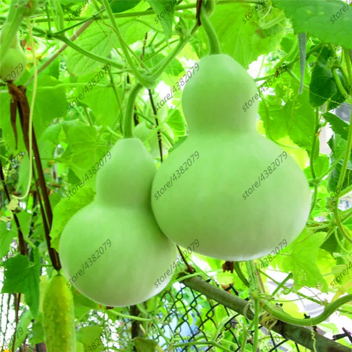 

10 Pcs New Bottle Gourd plants Big Wine Gourd Spoon Lagenaria Siceraria Calabash Gourd Vegetable For Home Garden