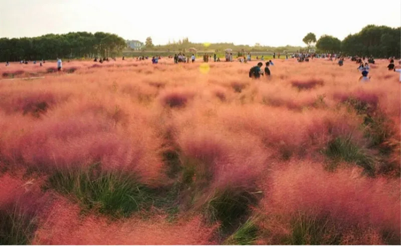 100PCS Muhlenbergia Capillaris Seedsplants Cold and Drought Tolerant and Water Resistant Very Easy Curing Romantic Garden Bonsai 100PCS Muhlenbergia Capillaris Seedsplants Cold and Drought Tolerant and Water Resistant Very Easy Curing Romantic Garden Bonsai