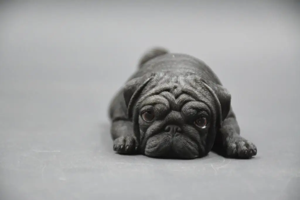 Имитация животных собака милый щенок статуя Мопс креативное украшение дома резиновая фигурка героя Коллекционная модель игрушки 15 см коробка P1570
