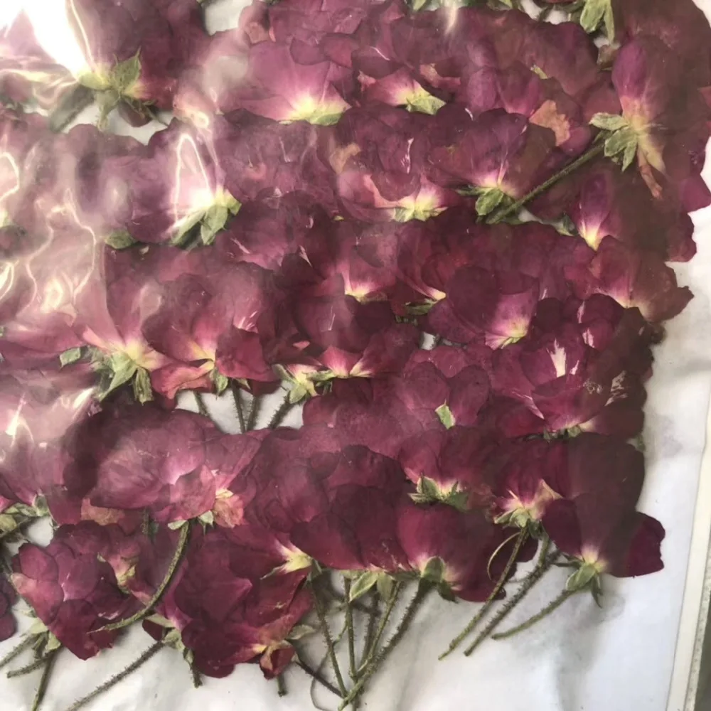 

120pcs Side Pressed Dried Purple Rose Flower Plant Herbarium For Jewelry Postcard Invitation Card Phone Case Bookmark DIY