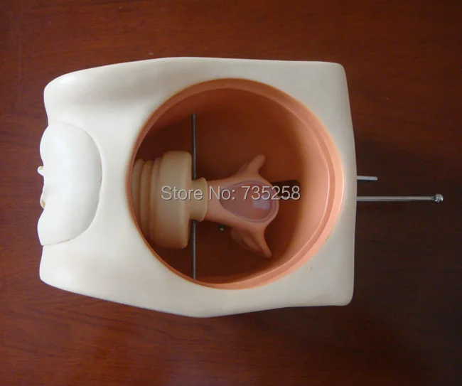 

Female Contraception Simulator,Family Planning Education Model