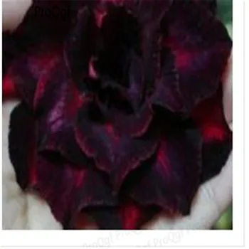 

Prodgf 3Pcs A Set rare crimson Adenium Desert Rose