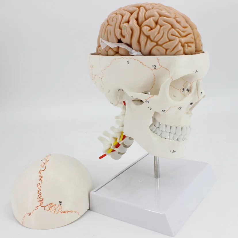 

1:1 Medical Skull Model Brain Anatomical Model with Digital Coding Number Cervical Spine Skleotn Model