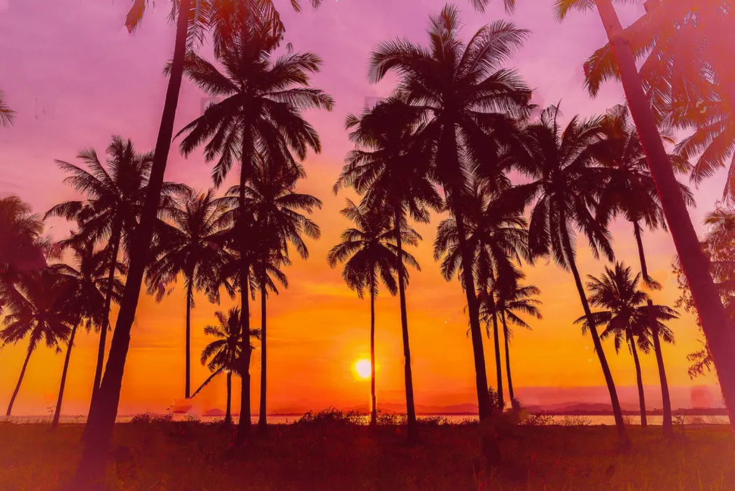 Download Silhouette coconut palm trees beach sunset Vintage photo ...