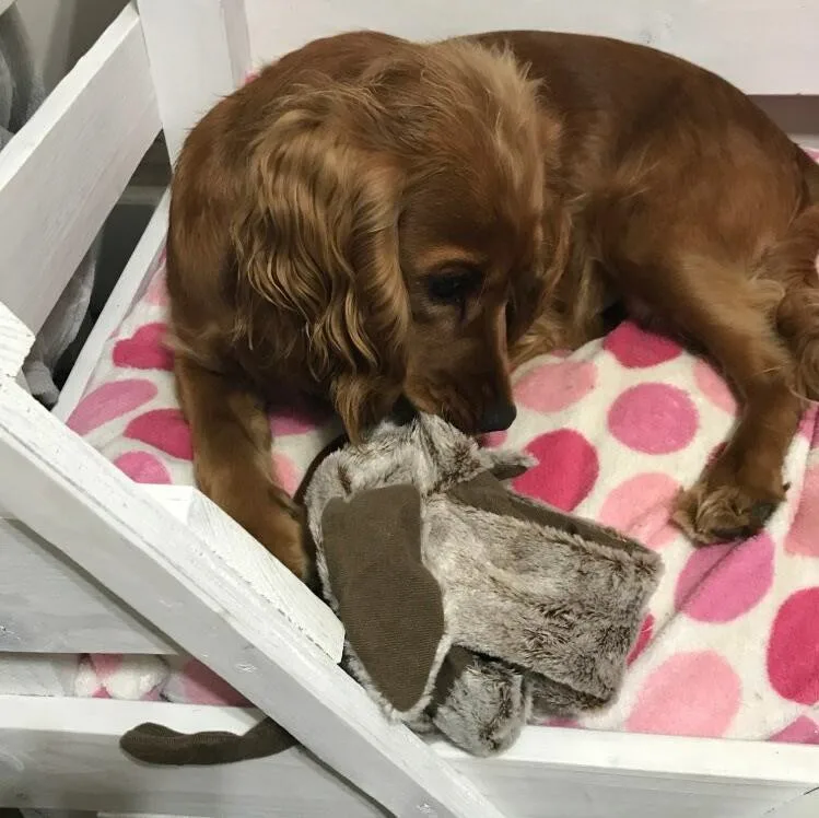 Cute Plush Toys 5 Cute Plush Toys 5