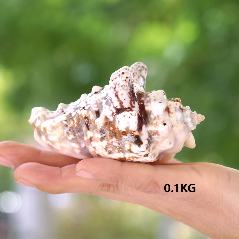 

Golden Dragonhead Natural Conch Shell Aquatic Aquarium Landscape Mediterranean Decoration Creative Microlandscape
