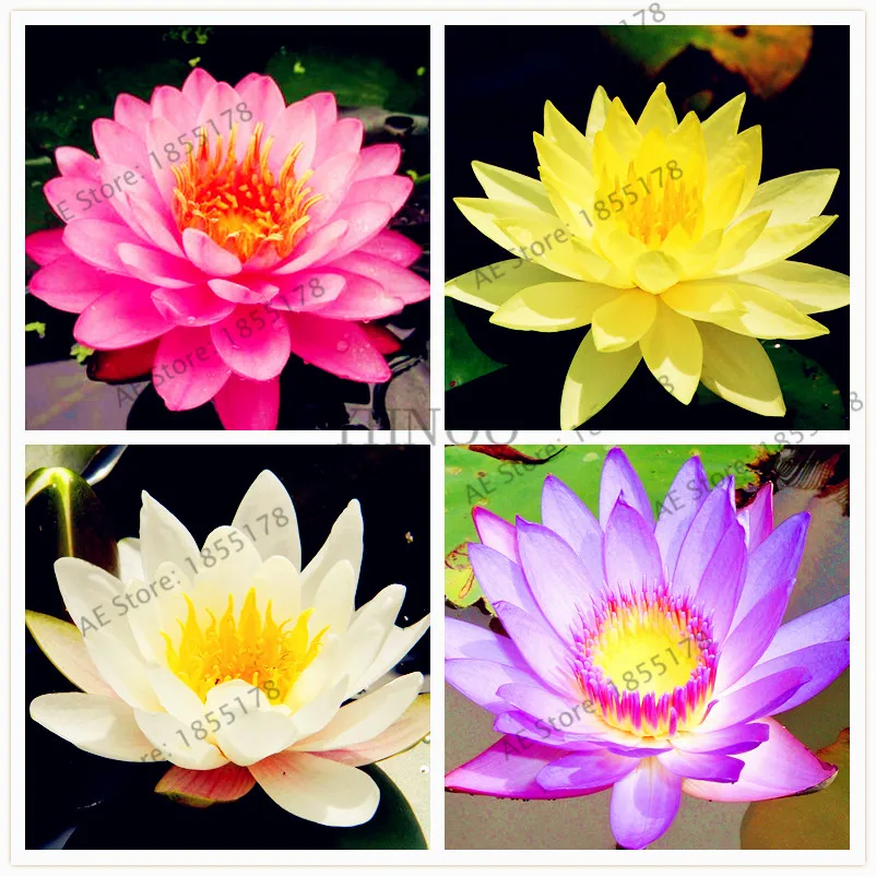 

2pcs/bag Mixed color Nelumbo Nucifera Bonsai Lotus Plants with Great Quality for home and garden planting