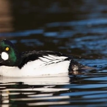 British Columbia  Vancouver  Common Goldeneye duck Poster Print by Rick A Brown (20 x 13)
