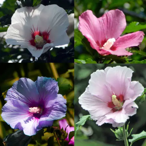 

100 pcs Hibiscus syriacus, Althaea , Rose Mallow Ketmie, Hardy Shrub,