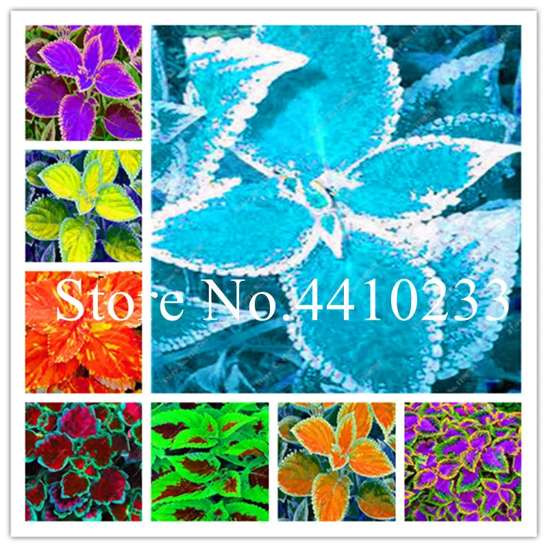 

150 Pcs Real Rainbow Coleus Blumei Bonsai, Rare Foliage Blumei Rainbow Mix Color Flower In Bonsai plants For Home Garden