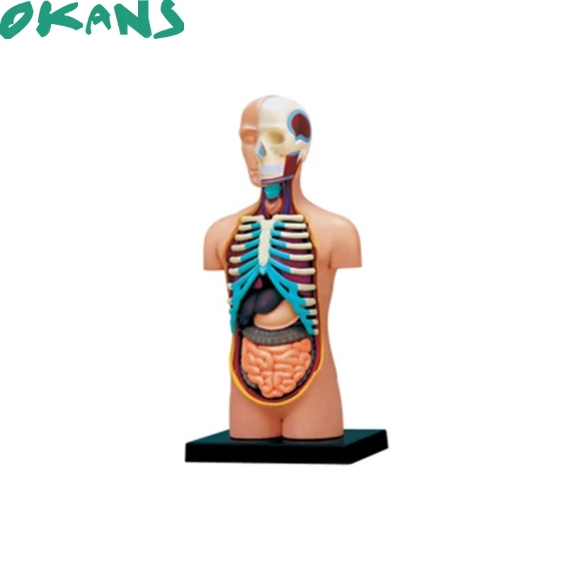 

4D Puzzle Body Torso 32pcs Human Anatomy 3D Study Model Tool Torso Skull Model Skeleton Model