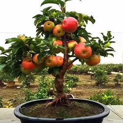 Бонсай рекламная акция с ограничением по времени большой и много apple s Открытый растения очень просто Happy Farm для apple дерево 50 шт. бонсай forGarden