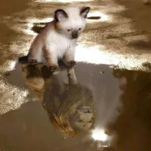 Алмаз живопись пользовательские кошка Лев полный квадратный алмаз вышивка икона алмазной живописи эйген фото ИД Мубарак lightpad Роза подарки