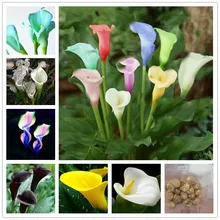2 bulbs true calla lily bulbs,calla bulbs,(not calla lily seed),Elegant noble flower,zantedeschia aethiopica for home garden