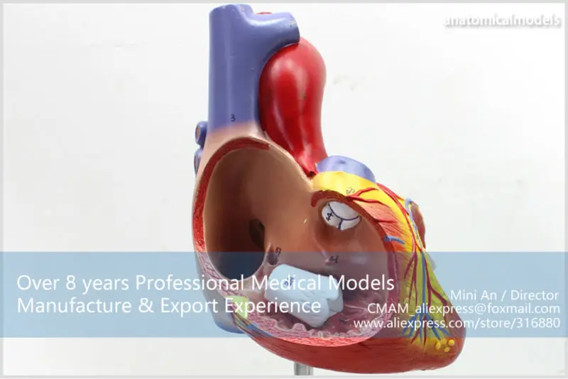 CMAM/12480 сердце-4 части, 2X Размер жизни, человеческое сердце медицинская учебная анатомическая модель