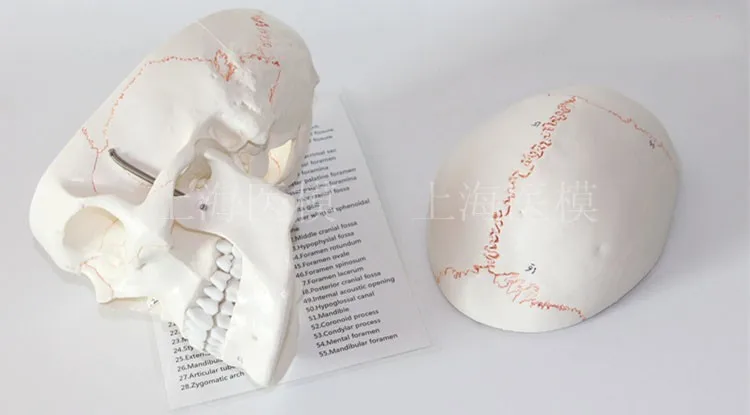 

Skull bone sutures Human model with numbers Neurosurgery craniotomy model free shipping