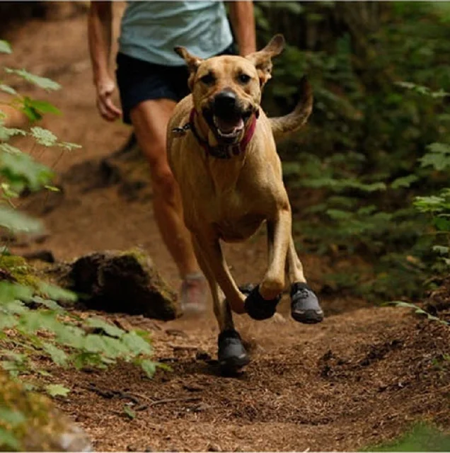 Can Dogs Wear Shoes All The Time Can Dogs Wear Shoes All The Time