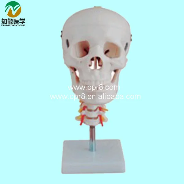

BIX-A1008 Plastic Skull Model With Cervical Vertebra G060