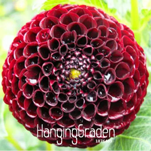 

Sale!Rare Black with Red Dahlia bonsai Beautiful Perennial Flowers plant Dahlia for DIY Home Garden,20 Pieces/Bag,#DMGTTC
