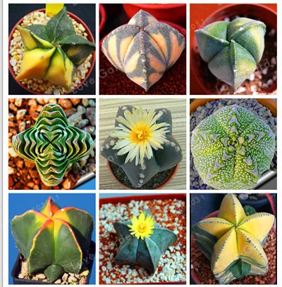 

100 Pcs/Bag Five-pointed Star Meaty Bonsai,Radiation Protection Succulent Bonsai, Imported Cactus Bonsai Plant Pot For Home