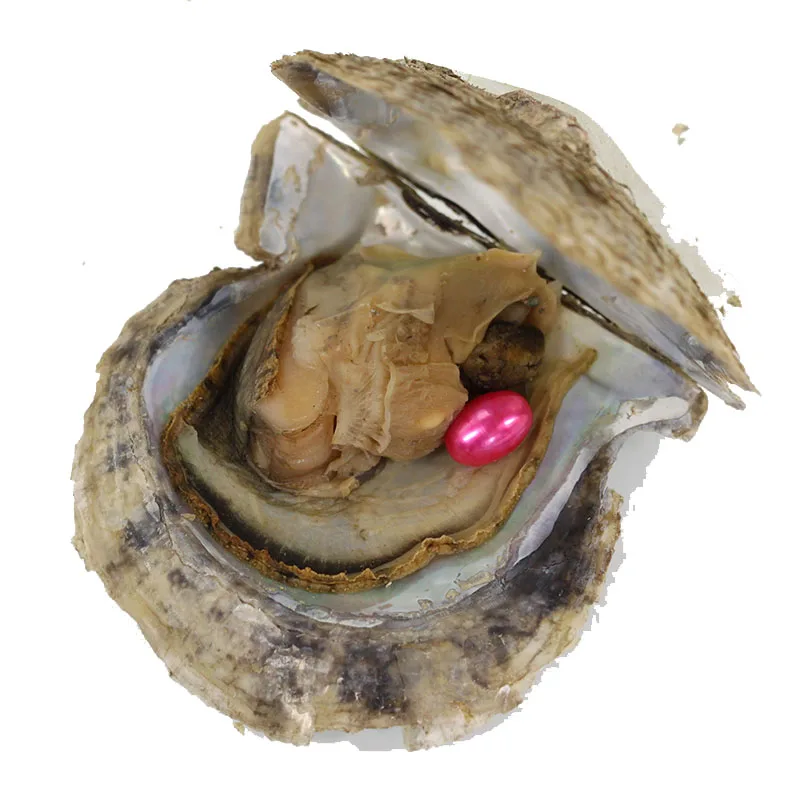 Классические красные перламутровые бусинки в Akoya Oysters Pearl Party 50 шт 6 7 мм Rice устрицах