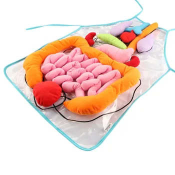 

3D Body Organ Viscera Teaching Utensil Body Organs Awareness Early Educational Toy for kids gift Plush Toy