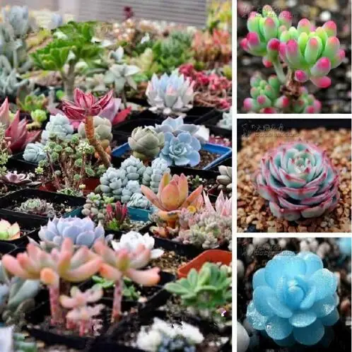 

200 Pcs/pack Mix Succulent Plant Lotus Lithops Pseudotruncatella Bonsai Plants For Home & Garden Flower Pots Planters