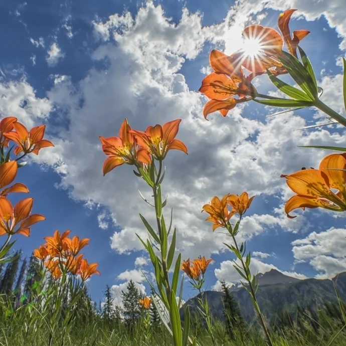 Tiger Liliies sway in the wind as the sun filters down through them; British Columbia  Canada (36 x 24)