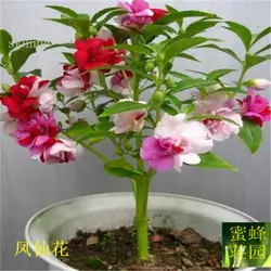 Foryens bonsais Jinfenghua bonsai dendritic sprouts острые бонсаи около 100 шт (feng xian hua)