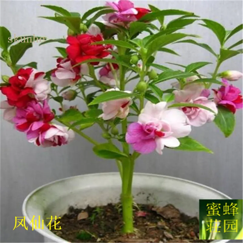 

Impatiens bonsais Jinfenghua bonsai dendritic sprouts acute bonsais of about 100pcs(feng xian hua)